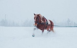 Ruska Laukan tallilla valmennus-, yksityis-, pari-, pienryhmä ja mini tunnit Ruka Kuusamossa