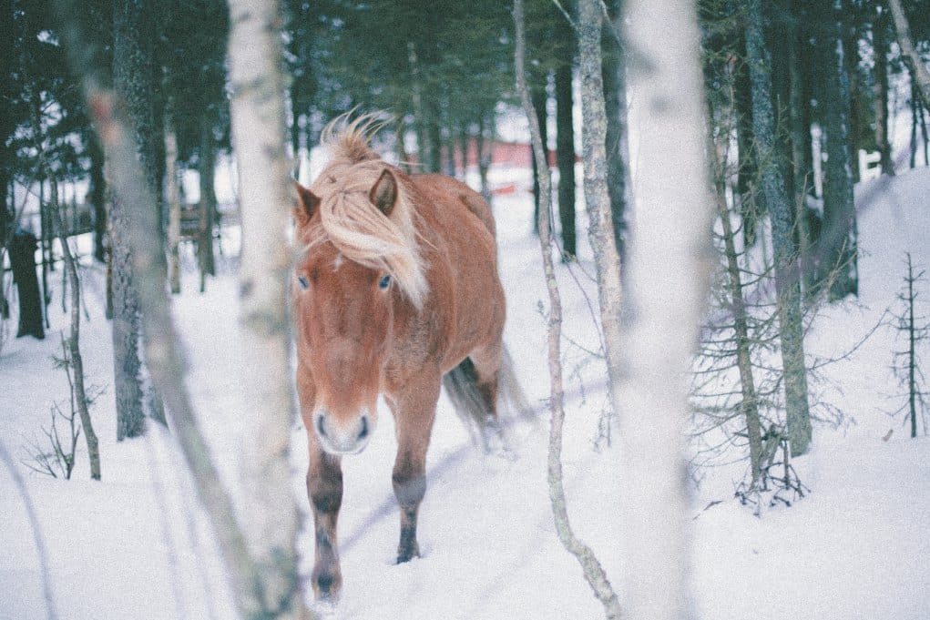 Metsätarhat, aukeat pellot sekä yhdessä asuminen pihatoissa tukevat hevosten hyvinvointia Ruska Laukan tallilla Ruka-Kuusamossa  