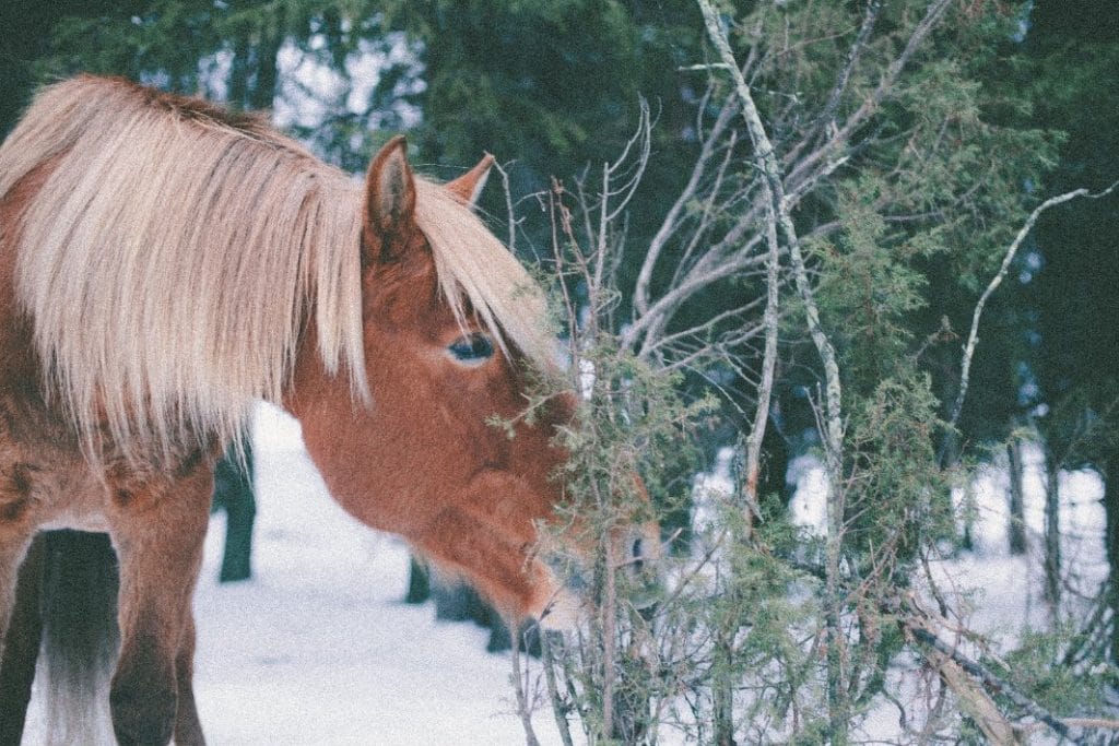 Metsätarhat, aukeat pellot sekä yhdessä asuminen pihatoissa tukevat hevosten hyvinvointia Ruska Laukan tallilla Ruka-Kuusamossa  