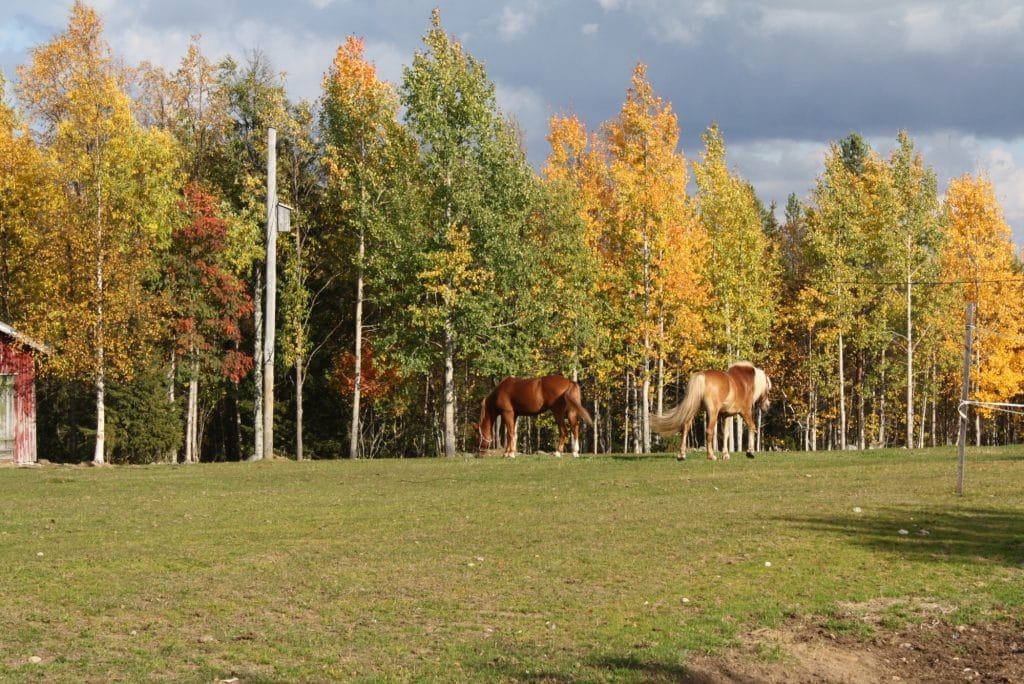 Suomenhevosia laiduntamassa puustoisella metsälaitumella.
