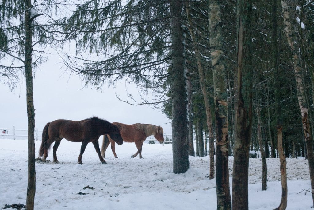Metsätarhat, aukeat pellot sekä yhdessä asuminen pihatoissa tukevat hevosten hyvinvointia Ruska Laukan tallilla Kuusamossa