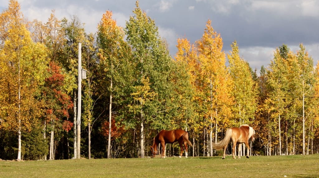 Metsätarhat, aukeat pellot sekä yhdessä asuminen pihatoissa tukevat hevosten hyvinvointia Ruska Laukan tallilla Ruka-Kuusamossa