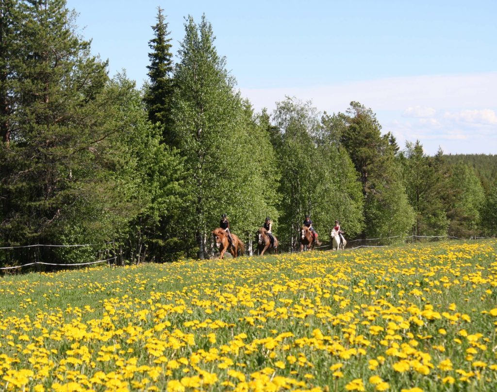 Finnhorse trekking in Ruska Laukka Stables in Ruka-Kuusamo.