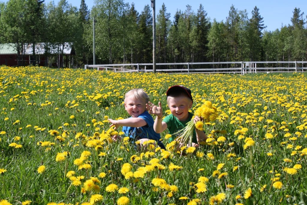 Lapset poimii voikukkia Ruska Laukka tallin pihapiirissä  