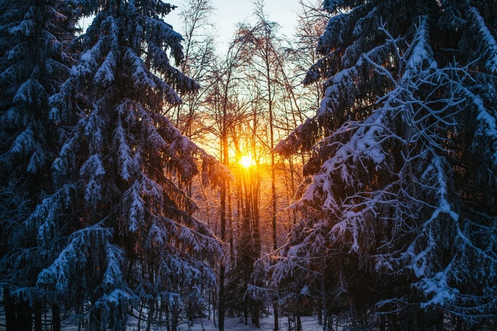Ruska Laukka tallin pihapiirissä hiipuva auringonvalo Ruka-Kuusamossa