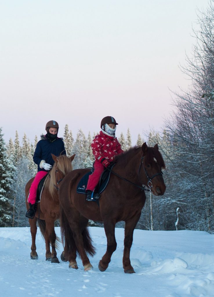 Finnhorse trekking in Ruska Laukka Stables in Ruka-Kuusamo.