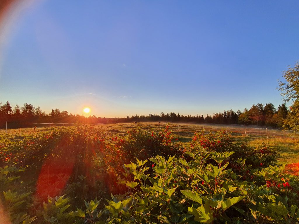 Ruska Laukka tallin pihapiiristä auringon nousu ja hevosten aamu syönti