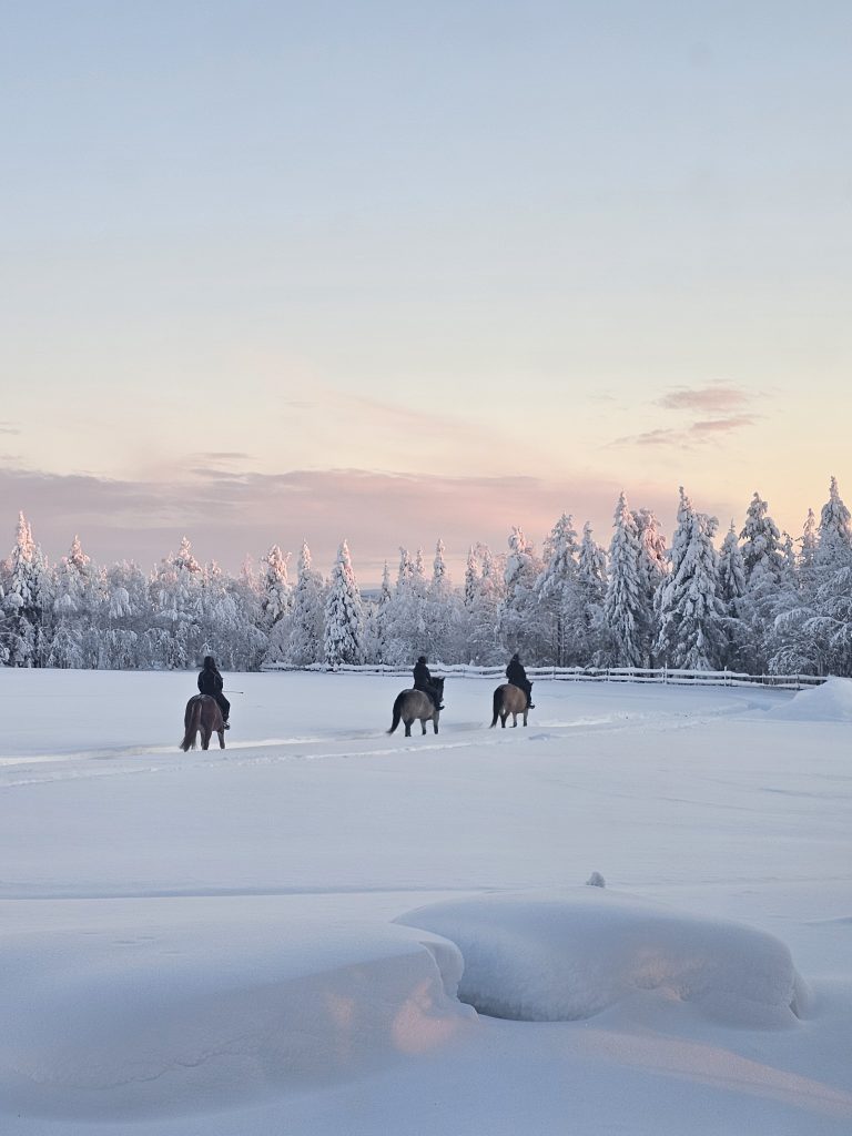 A private group spending time with a Finnhorse at Ronivaara in Kuusamo.