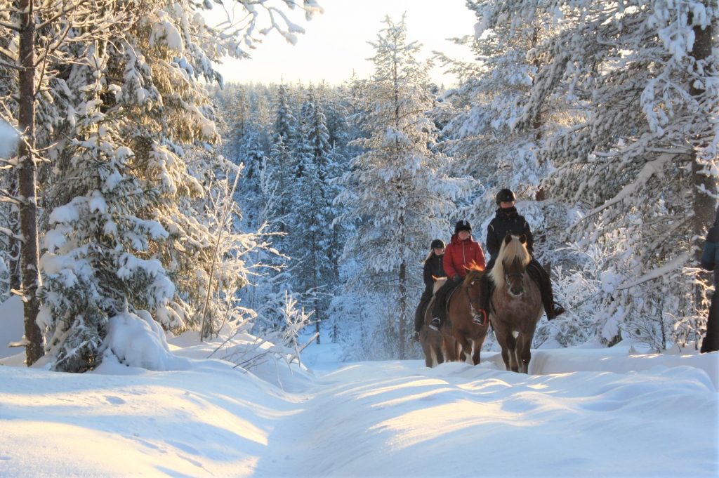 Finnhorse and rider on a forest trail at Ronivaara in Kuusamo.