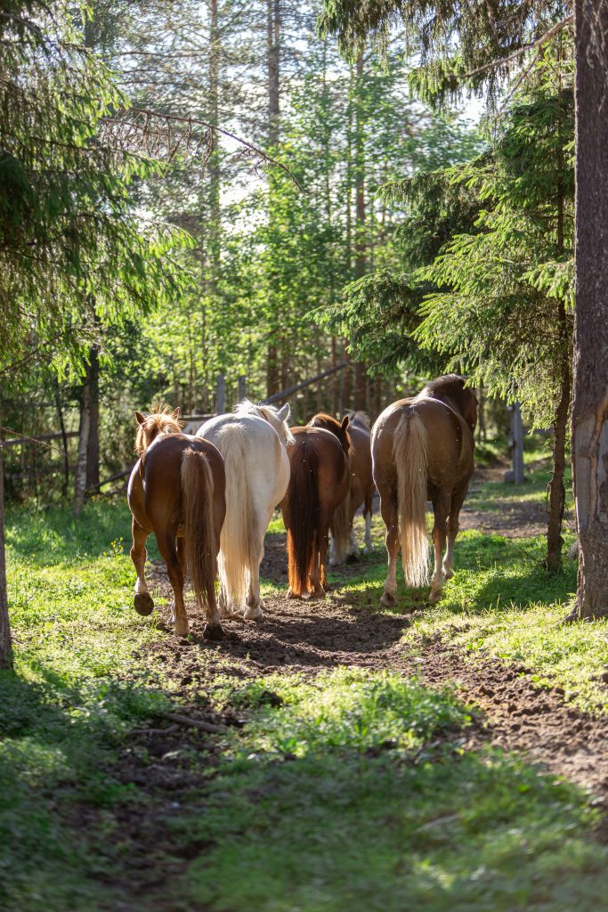 Suomenhevoslauma viettää kesäpäivää laitumella.