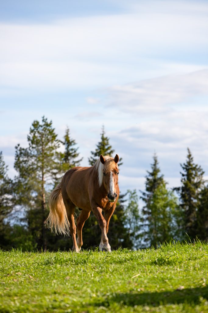 Rautias hevonen kävelee vihreällä laitumella Ronivaarassa.